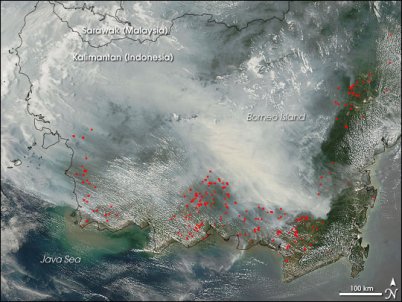 damage of unsustainable biofuels