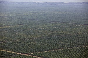 Palm Oil sumatra
