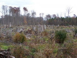 Deforestation is on the increase in the Southeast US, pictured here, as well as in other parts of the world due to the UK's increased demand for biomass. Photo courtesy of the Dogwood Alliance