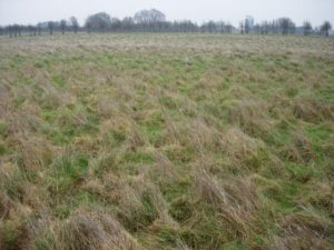 Could UK grass replace natural gas for home heating?