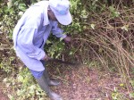 Searching for remains of a biochar trial plot in Cameroon, Photo: Benoit Ndameu