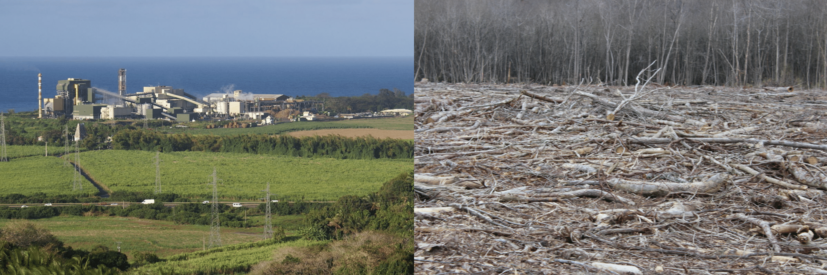 French company’s greenwashing unveiled: converted energy plants depend on imported forest wood, not sugarcane