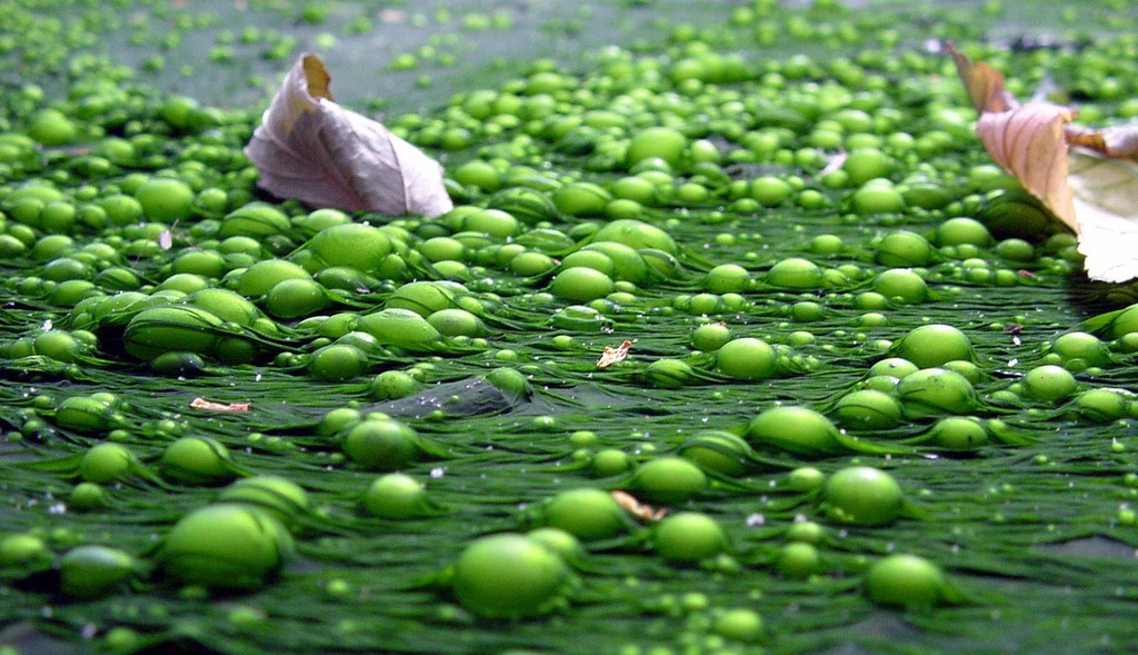 New report argues algae biofuels are overhyped and unacceptably risky