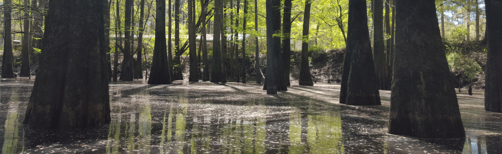 Love trees, #AxeDrax! online day of action, 22 April