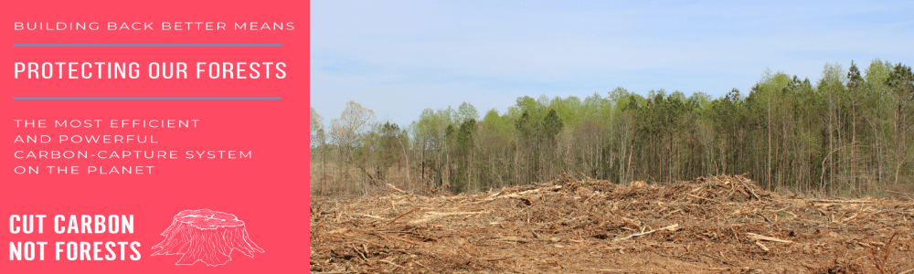CUT CARBON NOT FORESTS: HARD-HITTING CAMPAIGN URGES UK POLICYMAKERS TO BUILD A TRUE CLEAN ENERGY ECONOMY AND END DIRTY BIOMASS SUBSIDIES