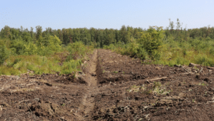 Photo of a forest clearcut and logging road.