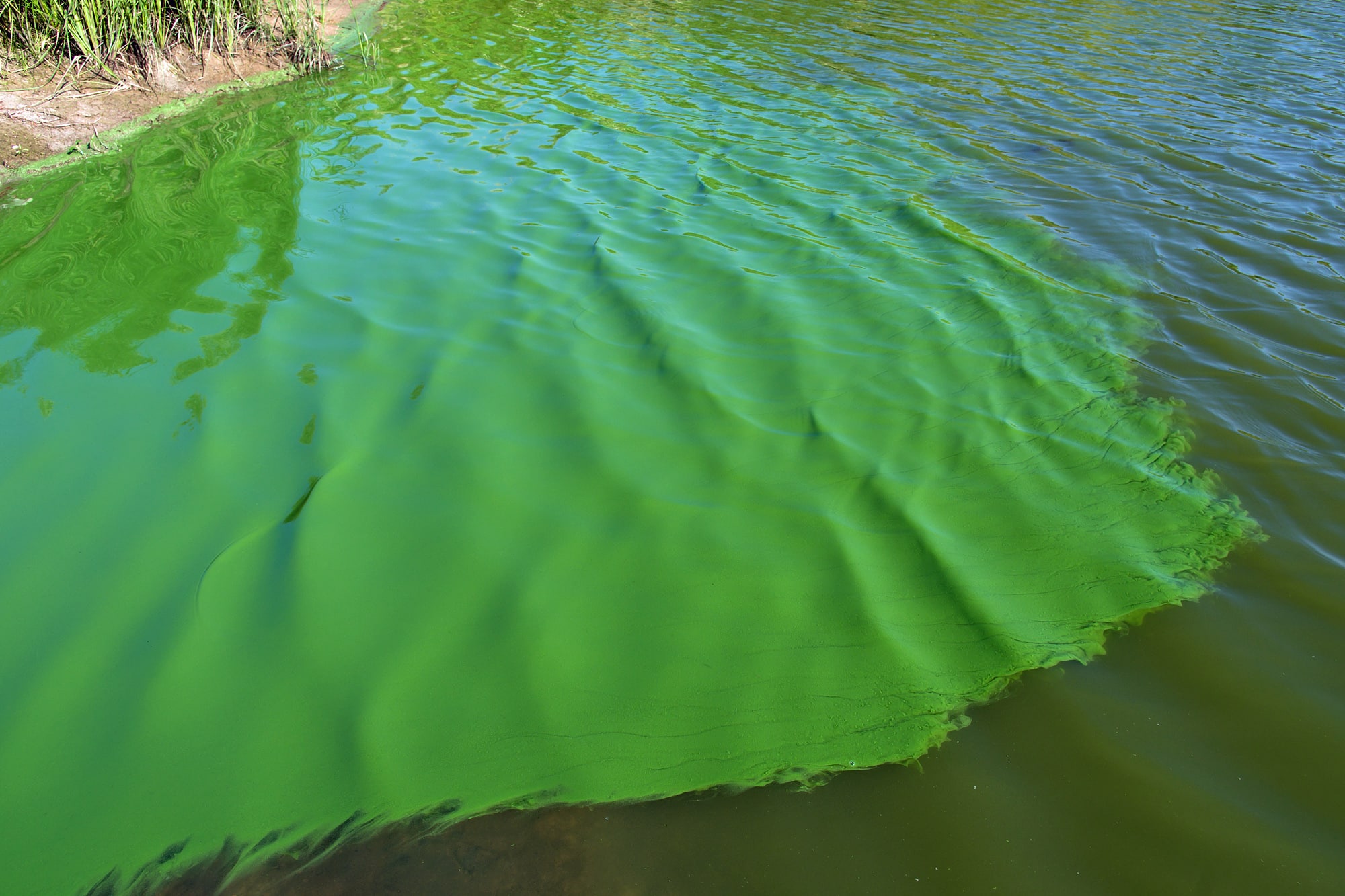 Biofuelwatch responds to first open pond testing of GMO algae