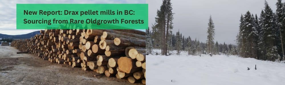 Logging what’s left: How Drax’s pellet mills are sourcing logs from British Columbia’s rarest Old Growth forests
