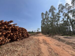 Photo of roundwood next to a eucalyptus plantation