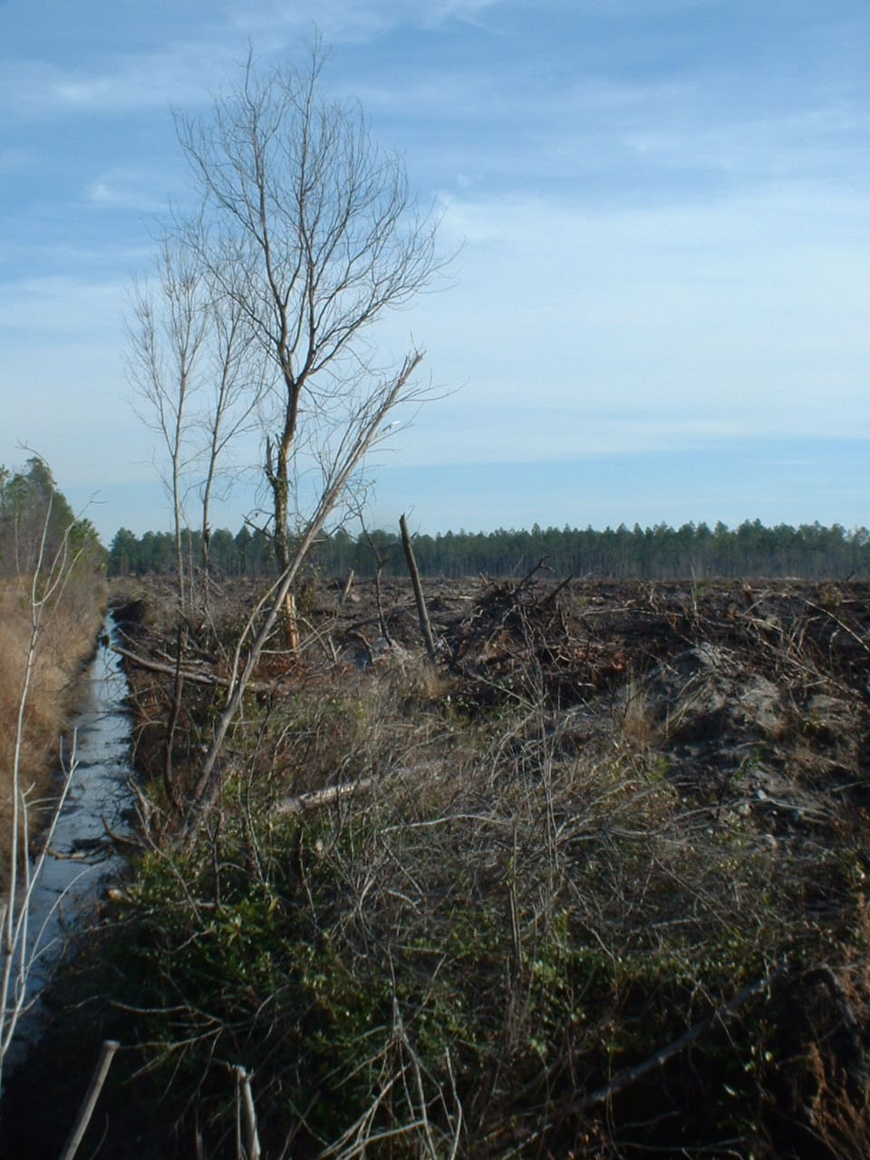 Outrage Over US Secret Approval of Genetically Engineered Trees