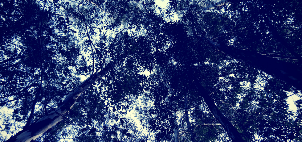 US Dept. of Agriculture Receives Near Unanimous Public Rejection of GE Trees