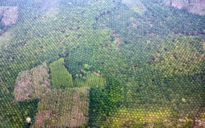 Illusory Emissions Reductions from Biofuels Undermine California Progress on Climate