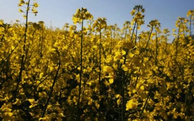 Illusory Emissions Reductions from Biofuels Undermine California Progress on Climate