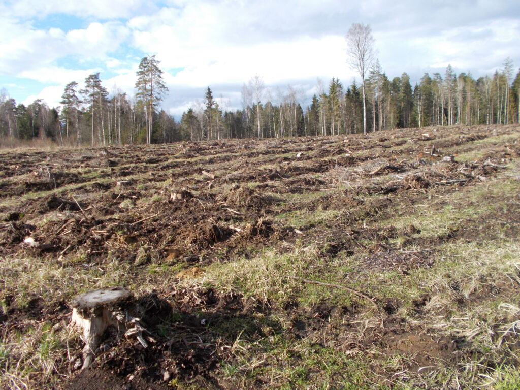 Photo showing a stump in the foreground, a large forest clearcut and a row of conifer trees in the background.